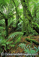 Mount Dandenong National Park Photo - Gary Bell