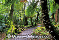 Mount Field National Park Photo - Gary Bell