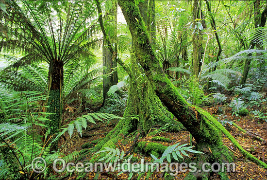 Rainforest Mount Dandenong National Park photo