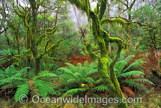 Hanging moss-covered trees rainforest photo