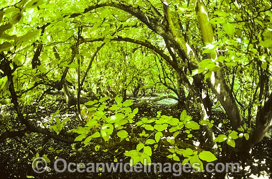 Tropical Pisonia tree rainforest photo