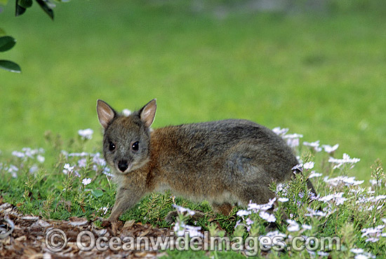 Red-necked Pademelon (Thylogale thetis) - juvenile.Coffs Harbour, New South Wales, Australia Photo - Gary Bell