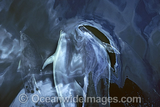 Bottlenose Dolphin on surface photo