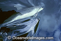 Bottlenose Dolphin on surface Photo - Gary Bell