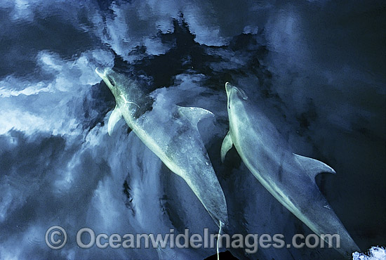 Bottlenose Dolphins on cloud reflected surface photo