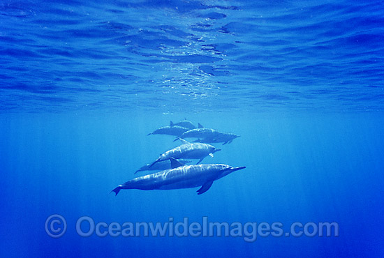 Long-Snouted Spinner Dolphins photo