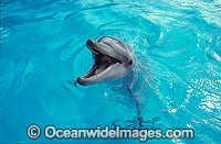 Bottlenose Dolphin Tursiops truncatus Photo - Gary Bell