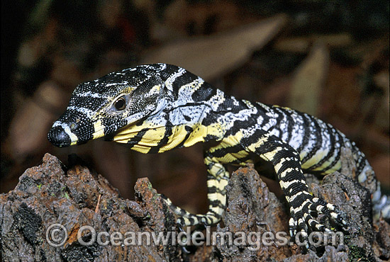 Lace Monitor hatchling on rainforest tree Goanna photo