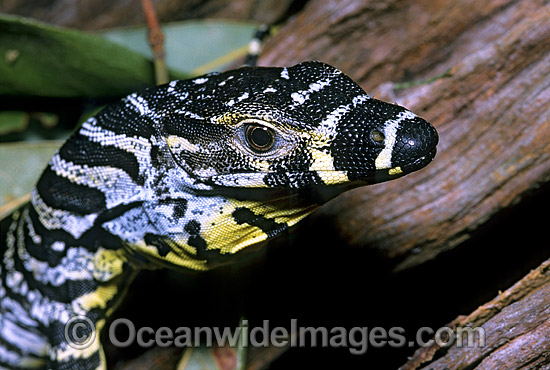 Lace Monitor (Varanus varius) hatchling on rainforest tree. Also known as Goanna. Coffs Harbour, New South Wales, Australia Photo - Gary Bell Lace Monitor (Varanus varius) hatchling on rainforest tree. Also known as Goanna. Coffs Harbour, New South Wales, Australia Photo - Gary Bell