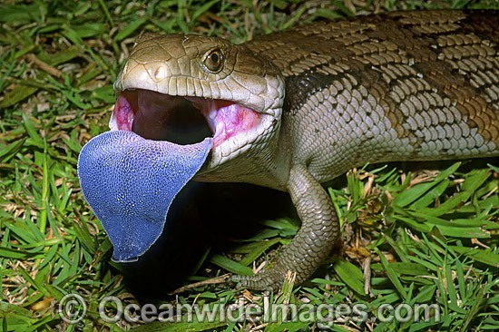 Eastern Blue-tongue Lizard (Tiliqua scincoides). Found in a wide variety of habitats from south-eastern SA, Vic, eastern NSW, Qld and NT. Photo was taken at Coffs Harbour, NSW, Australia. Photo - Gary Bell