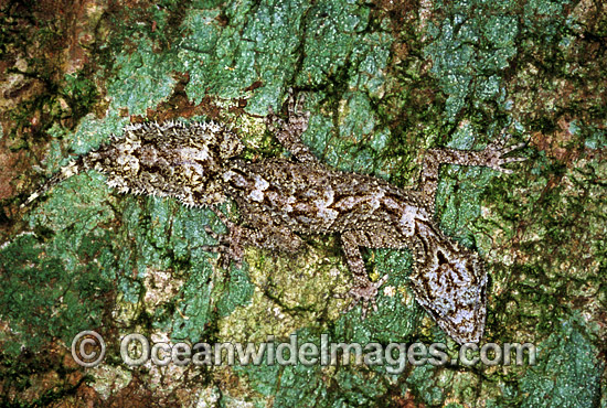 Leaf-tailed Gecko on rainforest tree photo Leaf-tailed Gecko on rainforest tree photo