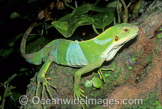 Fijian Banded Iguana (Brachylophus fasciatus). Fijian Islands. Critically endangered. Photo - Gary Bell Fijian Banded Iguana (Brachylophus fasciatus). Fijian Islands. Critically endangered. Photo - Gary Bell