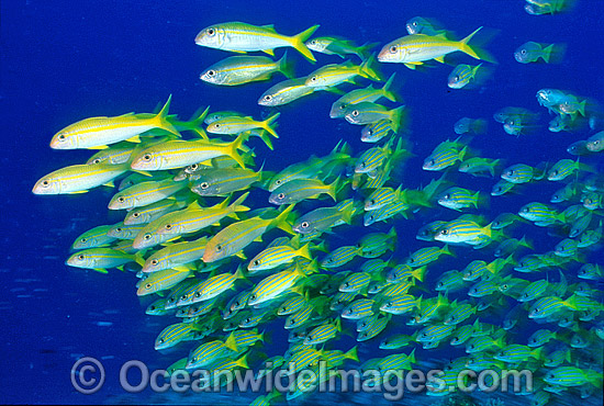 Schooling Yellow-striped Goatfish photo Schooling Yellow-striped Goatfish photo