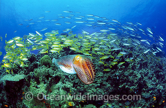 Broadclub Cuttlefish hunting Goatfish photo