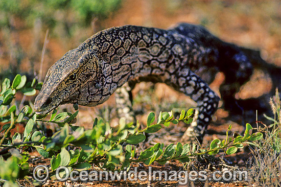 Perentie Monitor (Varanus giganteus). Also known as Goanna. Exmouth, Western Australia Photo - Gary Bell Perentie Monitor (Varanus giganteus). Also known as Goanna. Exmouth, Western Australia Photo - Gary Bell