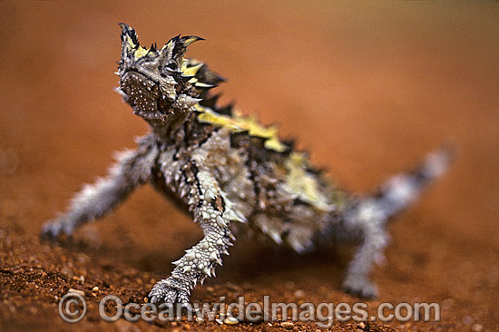 Thorny Devil Lizard Moloch horridus Moloch Lizard photo