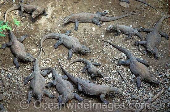 Unusual aggregation of Komodo Dragons photo