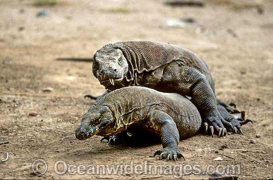 Komodo Dragon Stock Photos, Pictures and Images