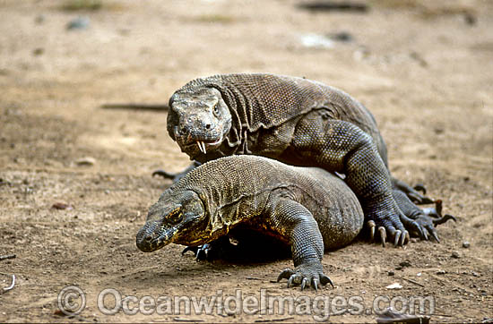 Komodo Dragons photo