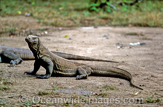 Komodo Dragons (Varanus komodoensis). World's largest lizard found on Komodo, Rinca, Flores, and Gili Motang Islands, Indonesia. Photo taken on Komodo Island. Listed as Vulnerable species on the IUCN Red List. Photo - Gary Bell Komodo Dragons (Varanus komodoensis). World's largest lizard found on Komodo, Rinca, Flores, and Gili Motang Islands, Indonesia. Photo taken on Komodo Island. Listed as Vulnerable species on the IUCN Red List. Photo - Gary Bell