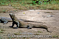 Komodo Dragons Komodo Island Photo - Gary Bell