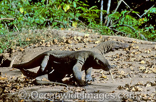 Komodo Dragons (Varanus komodoensis). World's largest lizard found on Komodo, Rinca, Flores, and Gili Motang Islands, Indonesia. Photo taken on Komodo Island. Listed as Vulnerable species on the IUCN Red List. Photo - Gary Bell Komodo Dragons (Varanus komodoensis). World's largest lizard found on Komodo, Rinca, Flores, and Gili Motang Islands, Indonesia. Photo taken on Komodo Island. Listed as Vulnerable species on the IUCN Red List. Photo - Gary Bell