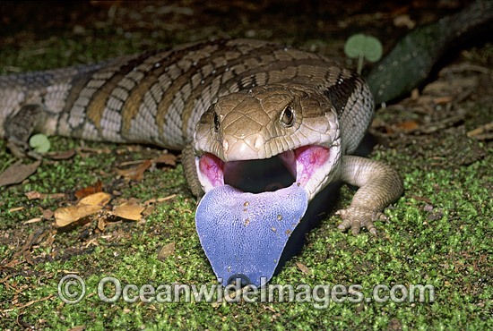 Eastern Blue-tongue Lizard (Tiliqua scincoides). Found in a wide variety of habitats from south-eastern SA, Vic, eastern NSW, Qld and NT. Photo was taken at Coffs Harbour, NSW, Australia. Photo - Gary Bell
