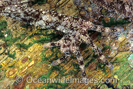 Close foot and toe detail of a Leaf-tailed Gecko (Saltuarius swaini) on rainforest tree. Coffs Harbour, New South Wales, Australia Photo - Gary Bell Close foot and toe detail of a Leaf-tailed Gecko (Saltuarius swaini) on rainforest tree. Coffs Harbour, New South Wales, Australia Photo - Gary Bell