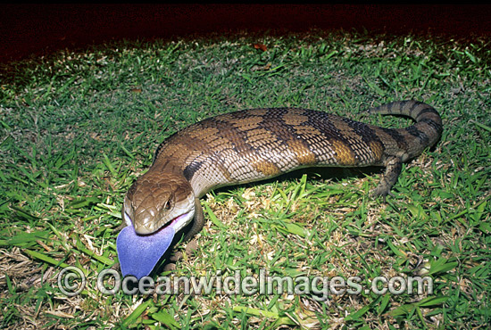 Eastern Blue-tongue Lizard (Tiliqua scincoides). Found in a wide variety of habitats from south-eastern SA, Vic, eastern NSW, Qld and NT. Photo was taken at Coffs Harbour, NSW, Australia. Photo - Gary Bell Eastern Blue-tongue Lizard (Tiliqua scincoides). Found in a wide variety of habitats from south-eastern SA, Vic, eastern NSW, Qld and NT. Photo was taken at Coffs Harbour, NSW, Australia. Photo - Gary Bell