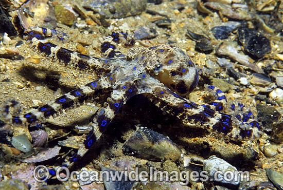 Southern Blue-ringed Octopus (Hapalochlaena maculosa) - on rubble. Port Phillip Bay, Victoria, Australia. Extremely venomous and dangerous temperate octopus. Photo - Gary Bell