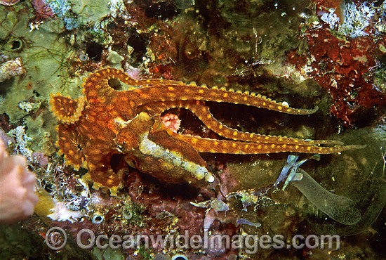 Reef Octopus (Octopus abaculus). Size: 10mm. A close relative of Wunderpus Octopus. Great Barrier Reef, Queensland, Australia Photo - Gary Bell