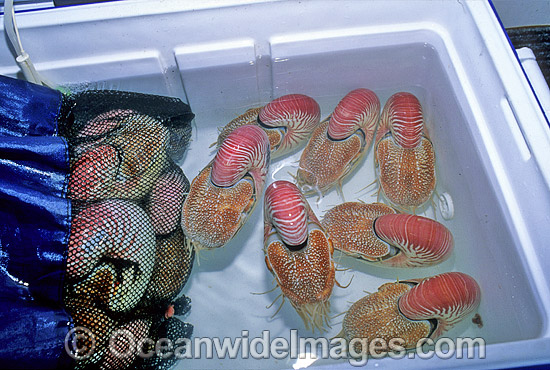 Captured Chambered Nautilus Nautilus pompilius photo