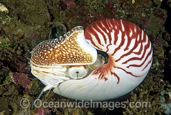 Chambered Nautilus photo