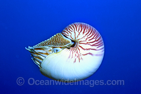Chambered Nautilus Nautilus pompilius photo Chambered Nautilus Nautilus pompilius photo