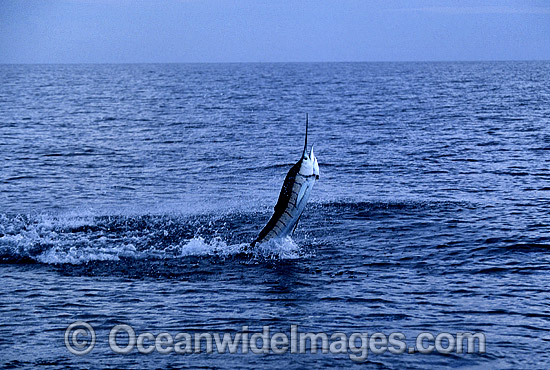 Sailfish Istiophorus platypterus breaching photo