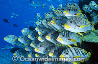 Diagonal-banded Sweetlips Photo - Gary Bell