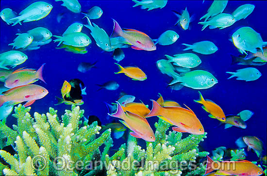Great Barrier Reef photo Great Barrier Reef photo