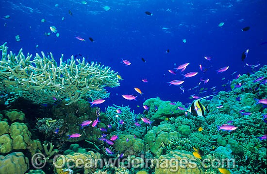 Great Barrier Reef photo