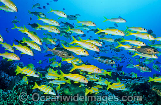 Yellow-striped Goatfish schooling photo