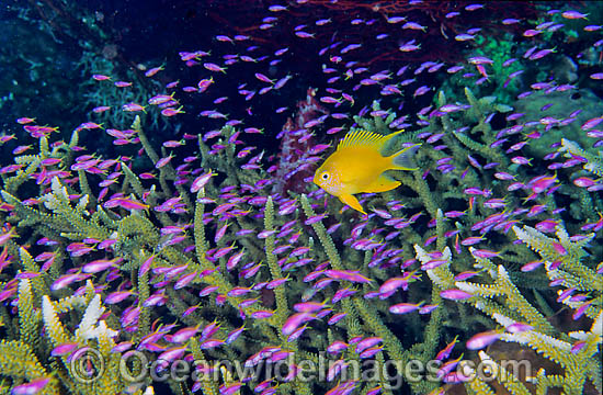 Great Barrier Reef photo