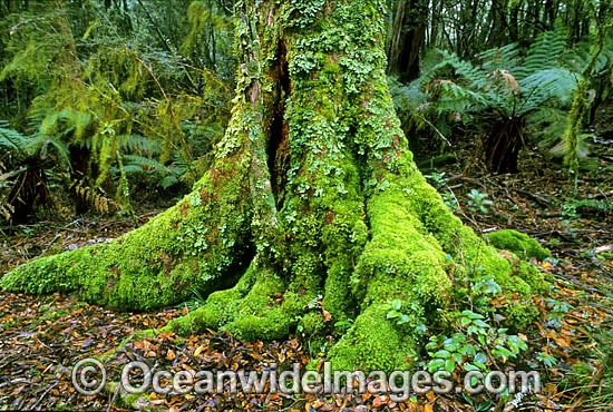 Aantarctic Beech Tree temperate rainforest photo