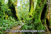 Border Track Antarctic Beech tree forest Photo - Gary Bell