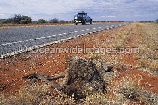 Emu road kill victim photo