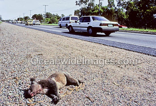 Road kill victim dead Koala photo
