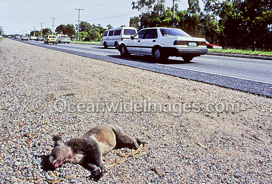 Road kill victim dead Koala photo Road kill victim dead Koala photo