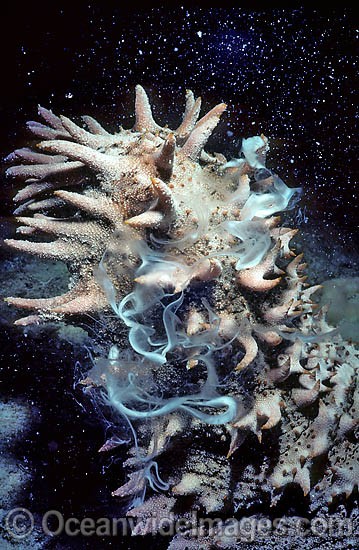 Sea Cucumber spawning egg sperm bundles photo