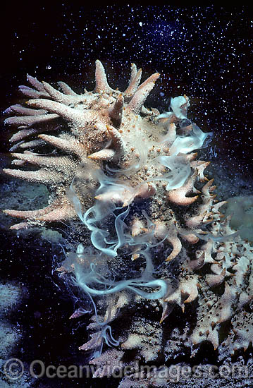 Sea Cucumber spawning egg sperm bundles photo Sea Cucumber spawning egg sperm bundles photo