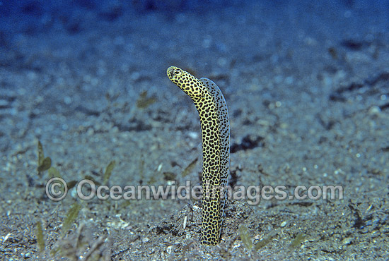 Spotted Garden Eels (Heteroconger taylori). Indo-Pacific. Within the Coral Triangle. Photo - Bob Halstead