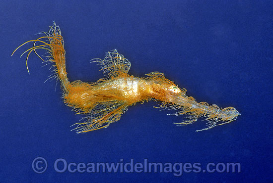 Hairy Ghost Pipefish Solenostomus paradoxus photo