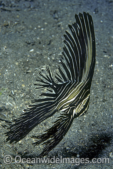 Humped Batfish Platax batavianus photo